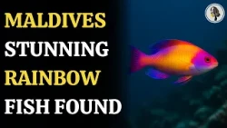 Rainbow-Coloured Fish Discovered in Maldives’ Twilight Zone | WION Podcast
