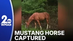 Mustang missing near Liberty Reservoir since June captured