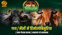 Apna Pashu Chikitsak: Hemoglobinuria (Red Urine) in Cows/Buffaloes – Problems and Solutions | DD ...