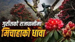 गुराँस निसास्सिएपछि ब्युँझियो तेह्रथुम: ३२ प्रजातिका गुराँस जोगाउन कम्मर कस्दै टीएमजे