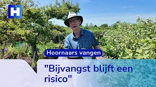 Fifty Asian hornets caught in Aalsmeer