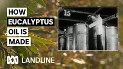 Australian producers lead innovation in higher oil yielding trees | Landline