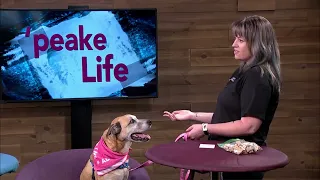 'peake Life - Chesapeake Animal Services and Fireworks Season