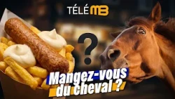 Can we still eat horse meat? The debate dividing Belgium!