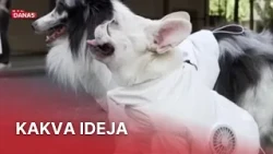 Kao da nije dovoljno vruće, a ovi psi na +40 šeću u jaknama! | RTL Danas
