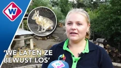 Het is opnieuw zoeken geblazen naar ontsnapte dieren uit Avifauna
