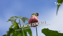 5 Essential Plants to Attract Bees to Your Farm - TvAgro by Juan Gonzalo Angel
