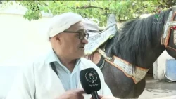 Blida - Equestrianism | The Barb Horse.. A Symbol of Strength and Authenticity