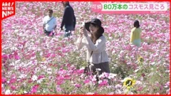 About 800,000 Cosmos Flowers in Full Bloom: Pink and White Flowers Blanket Tawarayama Exchange Ce...