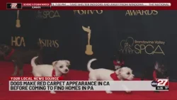 Dogs coming to Pennsylvania from overcrowded California shelters after a red carpet appearance