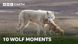 10 Incredible Wolf Moments | BBC Earth
