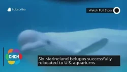 Six Marineland belugas successfully relocated to U.S. aquariums