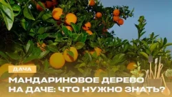 How to turn an ordinary flower into an "everlasting" plant? How to grow tangerines in your garden...