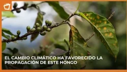 Coffee Rust: The Fungus Threatening the Coffee Industry