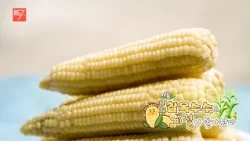 여름! 홍천 찰옥수수의 계절이 돌아왔다 / 강원매거진7 / [NOW 강원] / G1방송 / 260710
