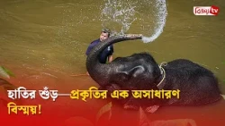 হাতির শুঁড়—প্রকৃতির এক অসাধারণ বিস্ময়! Bijoy TV