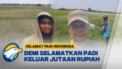 Kemarau Ekstrem Pati Krisis Air Petani Beli Air Jutaan Rupiah[Selamat Pagi Indonesia]