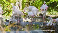 Grey instead of pink: Look how cute the flamingo babies are at Schönbrunn