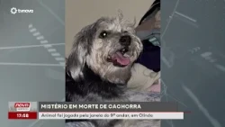 Mystery surrounding dog's death: Animal was thrown from a 9th-floor window in Olinda. | #NovaGeral