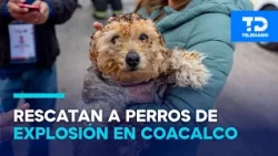 10 puppies and a fish were burned! Animals rescued from a gas plant explosion in Coacalco
