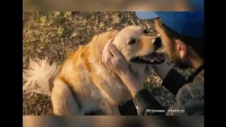 Kazakhstan Tightens Responsibility for Pet Owners