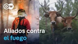 Wildfires in Europe: Livestock Helps Prevent Fires in Galicia