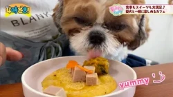 Great Lunch and Sweets! A Cafe You Can Enjoy with Your Dog: "mellow" (Miyazaki City) - Friday, Au...