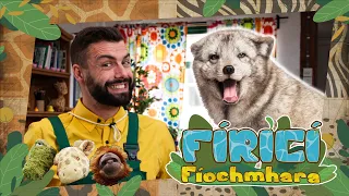 Fíricí Fíochmhara | Sionnach Artach | Amhrán 🦊❄️