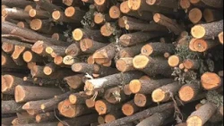 Na stovarištima energenata odlična ponuda ogrevnog drveta i uglja