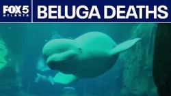 GA Aquarium monitors new belugas after four deaths | FOX 5 News