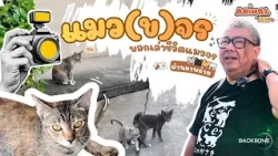 แมว(ข)จร บอกเล่าชีวิตแมวจรผ่านภาพถ่าย