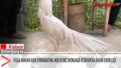 Diet and Grooming Are Key to Maintaining Ekor Lidi Chicken Health