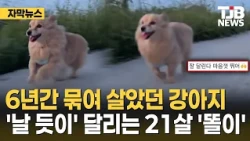 The Dog That Was Chained for 6 Years... 21-Year-Old 'Tori' Now Runs Like the Wind | TJB Daejeon·S...