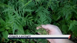 Híradó – 2026.08.05. – Szerda - Sopron TV