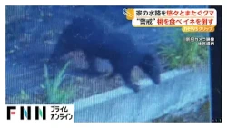 防犯カメラに映る体長1メートル超のクマ　桃を食べ、稲を倒し悠々と　富山市で注意呼びかけ（2026年07月27日）