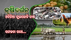Krushi Darshan || କୃଷି ଦର୍ଶନ || ଅଦିନିଆ ଫୁଲକୋବି ଚାଷ ଓ କୃଷିରେ ସଫଳତା || 19th August 2026