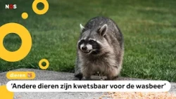 Wasberen worden gevangen in Limburg