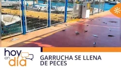 Today | A strange phenomenon fills the pavement of the Garrucha port in Almería with fish