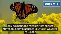 Can goldenrods predict first frost? WKYT Meteorologist discusses Kentucky weather folklore