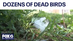 Milwaukee dead birds issue, DNR collects carcasses for testing | FOX6 News Milwaukee