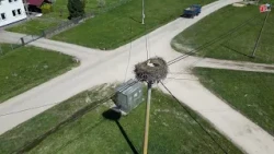 Storks always return to Raince