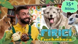Fíricí Fíochmhara | Amhránaíocht 15+ nóiméad 🎶