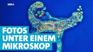 Kleine Objekte, große Faszination: Mikrofotografie mit Algen und Zellen