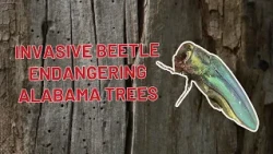 Invasive beetle endangering trees in Alabama