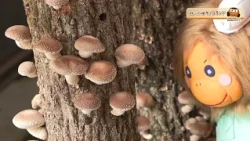Bunbun Mie: Autumn Flavors - Our Pride and Joy Shiitake Mushrooms [Kinoko Land]