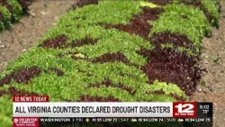 Virginia farmers statewide now eligible for USDA drought emergency loans