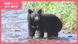 【クマ出没のピークへ】100年以上続く伝統行事の中止など影響深刻化　冬眠前の被害対策について環境省が報道向けに初の説明会　山梨