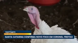 Newcastle disease: Santa Catarina confirms new outbreak in Coronel Freitas