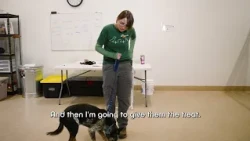 Pet Tips | Basics of Leash Training