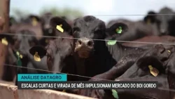 Fat cattle market gains momentum with shorter supply chains and the turn of the month